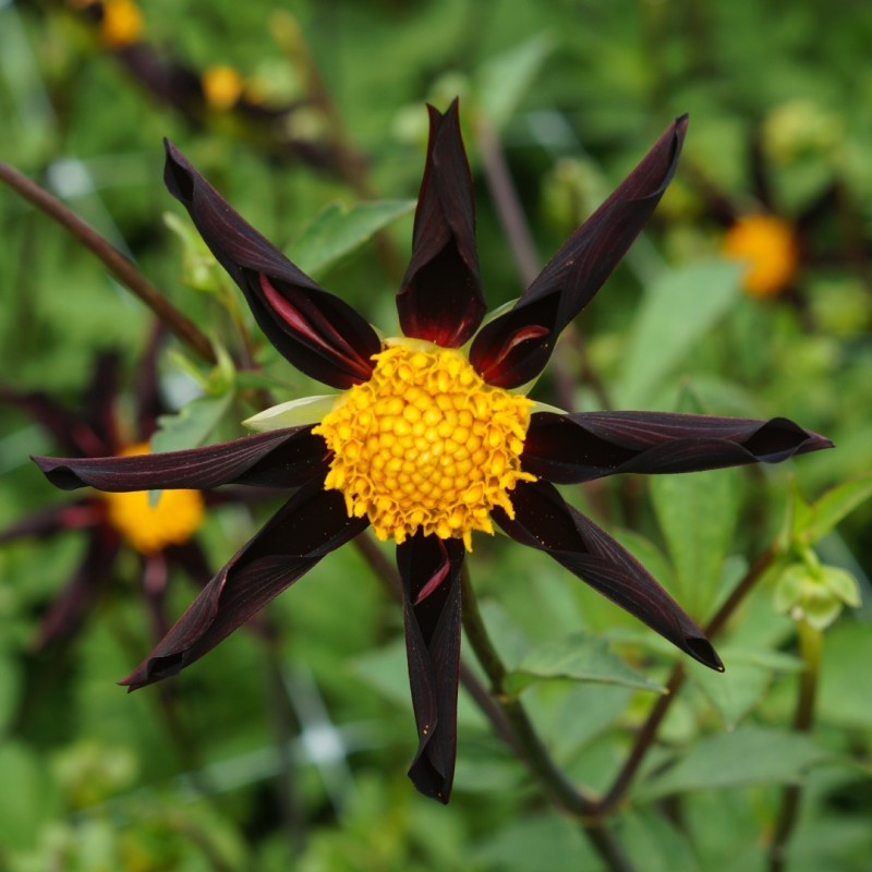 Dahlia 'Verrone's Obsidian' Dahlia 'Verrone's Obsidian'