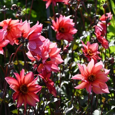 Dahlia 'Waltzing Mathilda' ™ -BIO-