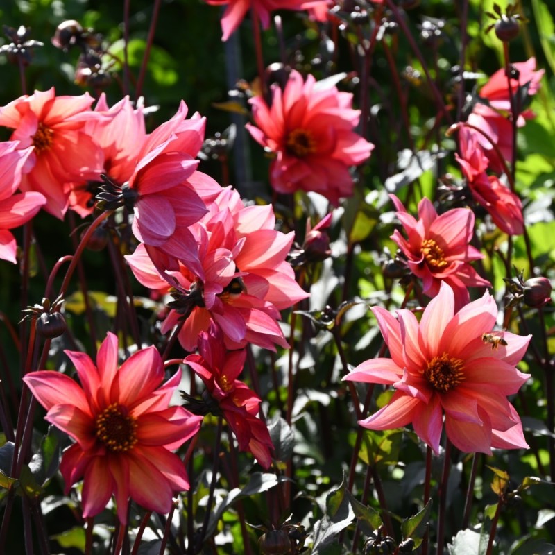 Dahlia 'Waltzing Mathilda' ™ -BIO-