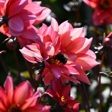 Dahlia 'Waltzing Mathilda' ™ -BIO-