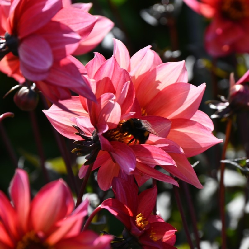Dahlia 'Waltzing Mathilda' ™ -BIO-