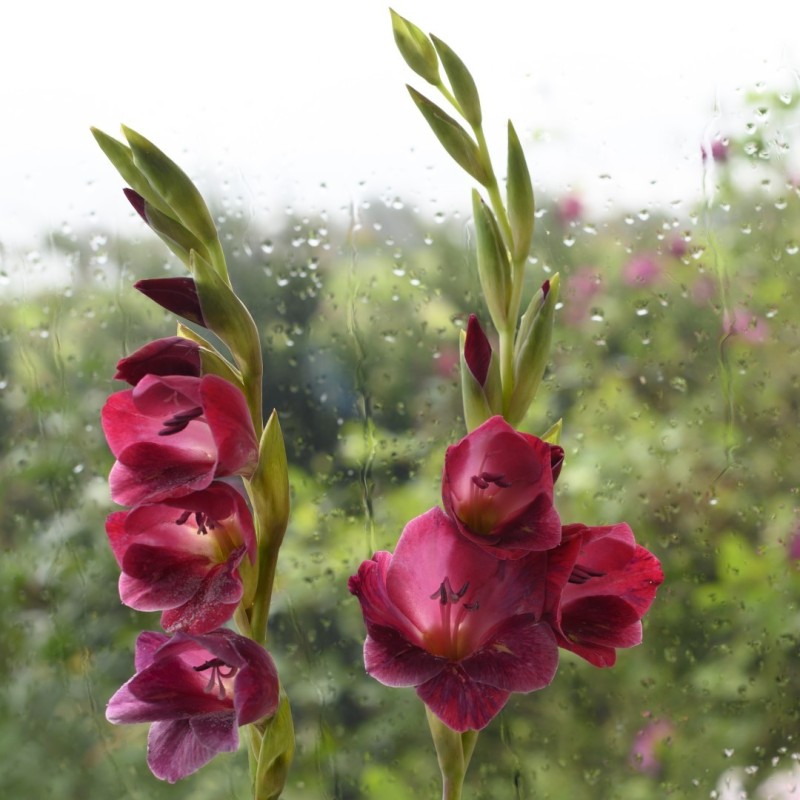 Gladiolus papilio 'Ruby' Gladiolus papilio 'Ruby'