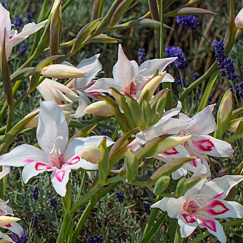 Gladiolus nanus 'Nymph' Gladiolus nanus 'Nymph'