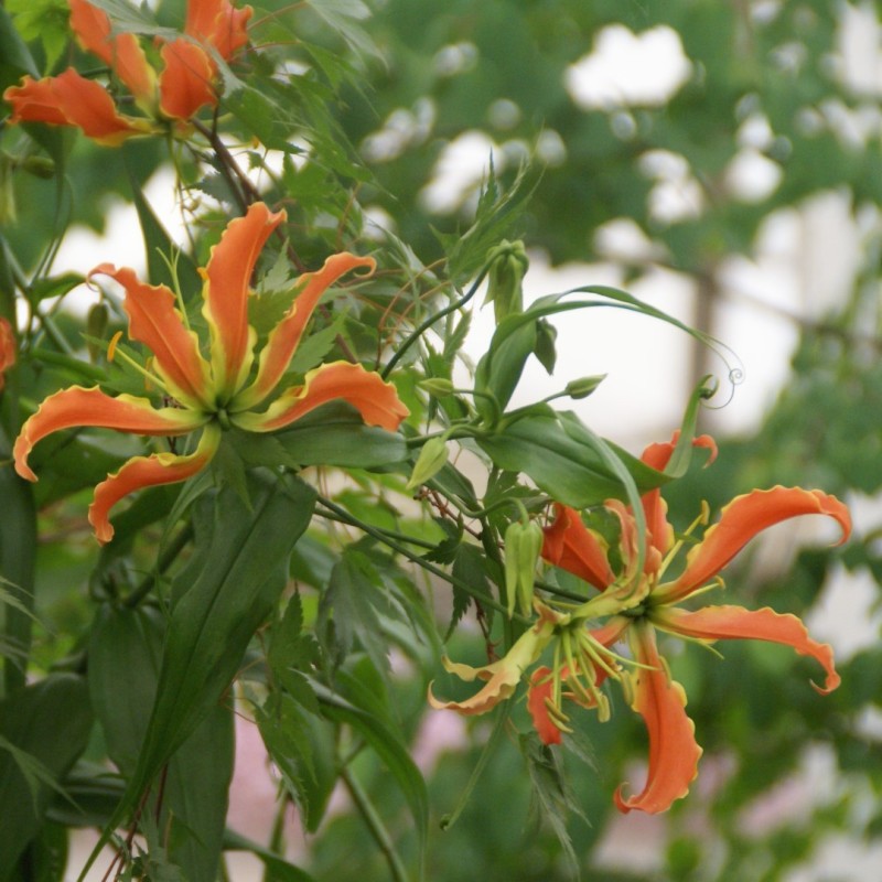 Gloriosa superba