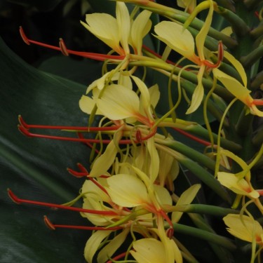 Hedychium gardnerianum