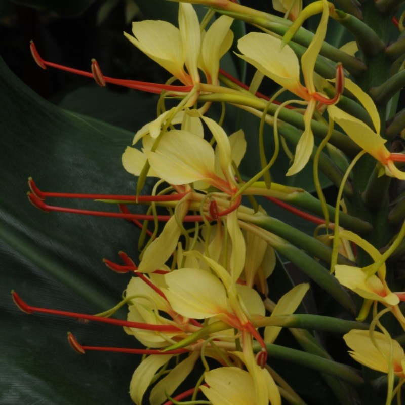 Hedychium gardnerianum