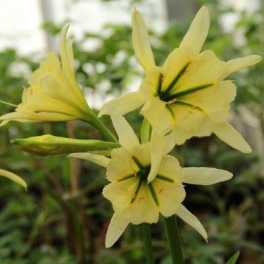 Hymenocallis 'Sulphur Queen'