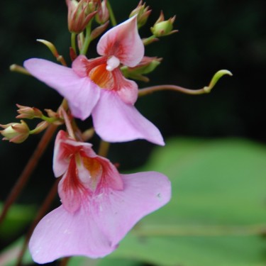 Impatiens flanaganae
