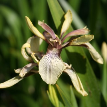 Iris foetidissima 'Citrina'