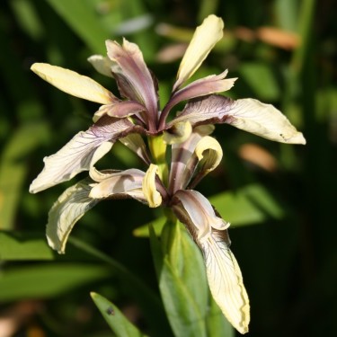 Iris foetidissima 'Citrina' Iris foetidissima 'Citrina'