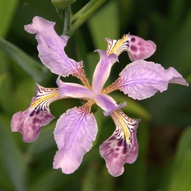 Iris milesii 