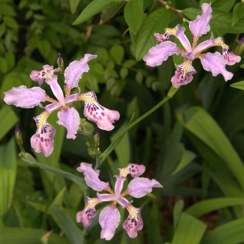 Iris milesii Iris milesii