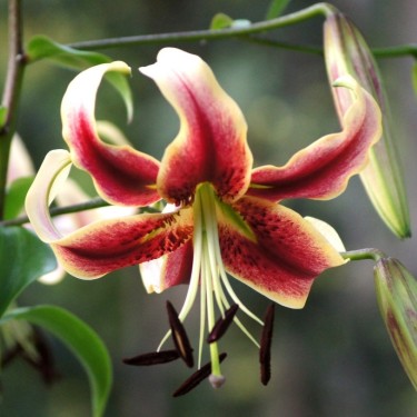 Lilium 'Scheherazade' Lilium 'Scheherazade'
