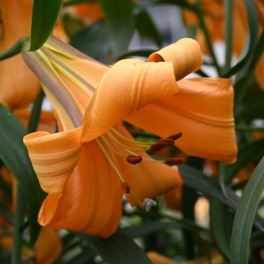Lilium 'African Queen'