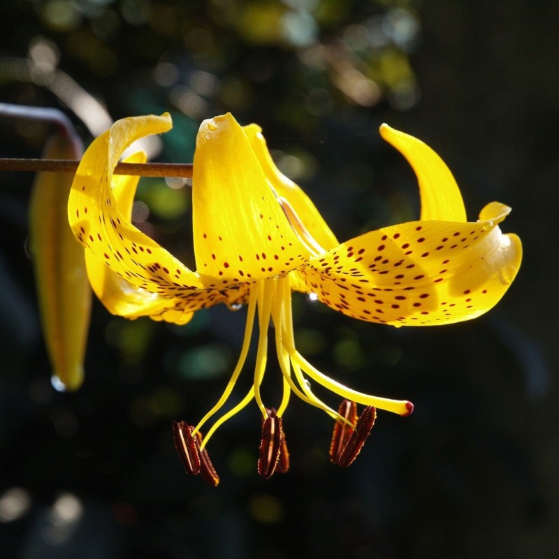 Lilium leichtlinii Lilium leichtlinii
