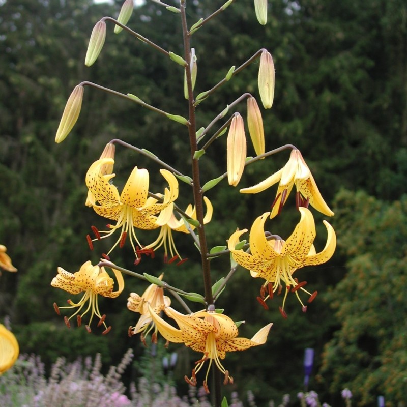 Lilium leichtlinii Lilium leichtlinii
