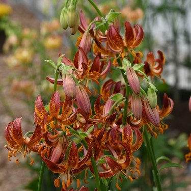Lilium martagon 'Arabian Knight' Lilium martagon 'Arabian Knight'