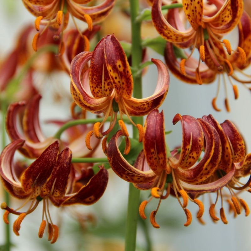 Lilium martagon 'Arabian Knight' Lilium martagon 'Arabian Knight'