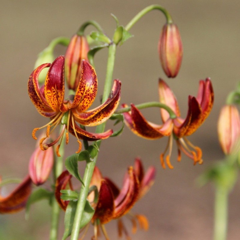Lilium martagon 'Arabian Knight' Lilium martagon 'Arabian Knight'