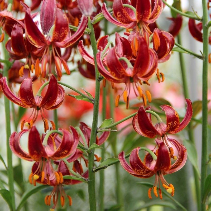 Lilium martagon 'Claude Shride' Lilium martagon 'Claude Shride'