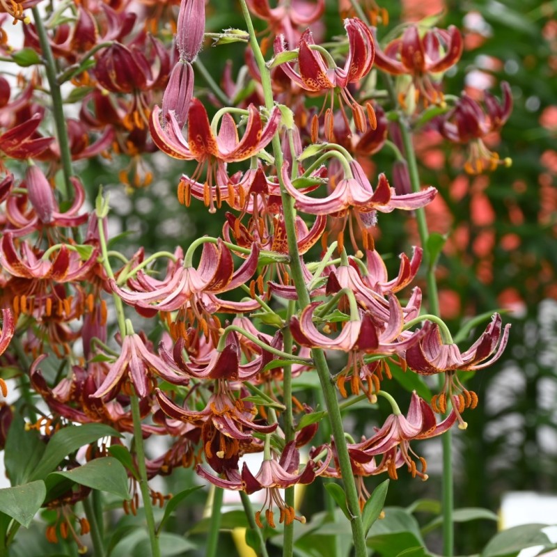 Lilium martagon 'Claude Shride' Lilium martagon 'Claude Shride'