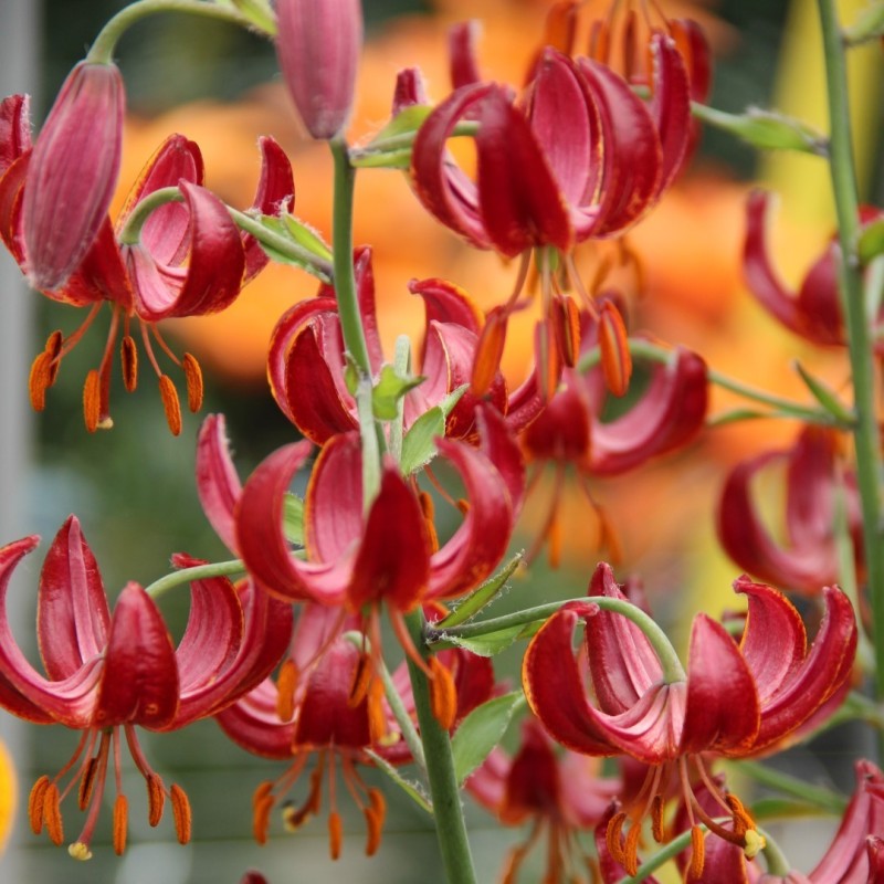 Lilium martagon 'Claude Shride' Lilium martagon 'Claude Shride'