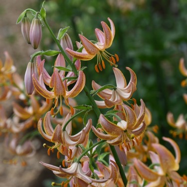 Lilium martagon 'Fairy Morning' Lilium martagon 'Fairy Morning'