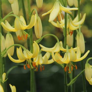 Lilium martagon 'Golden Morning'