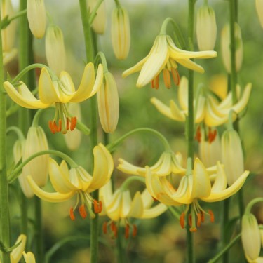 Lilium martagon 'Golden Morning' Lilium martagon 'Golden Morning'