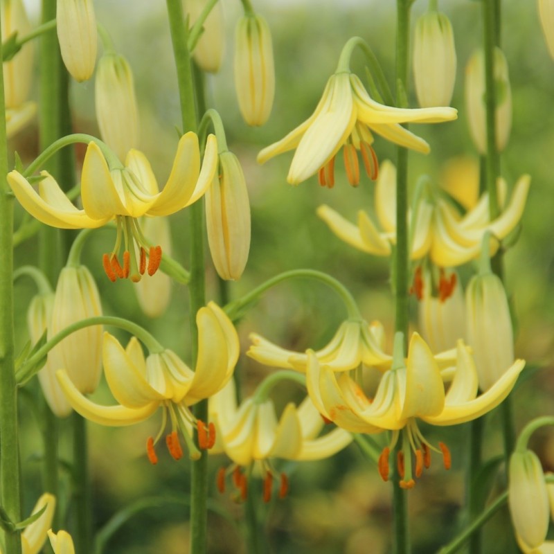 Lilium martagon 'Golden Morning' Lilium martagon 'Golden Morning'