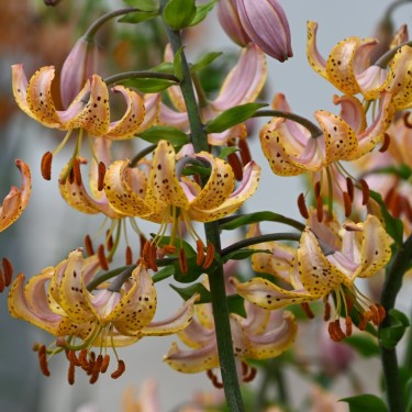 Lilium martagon 'Guinea Gold'