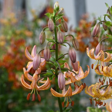 Lilium martagon 'Guinea Gold' Lilium martagon 'Guinea Gold'