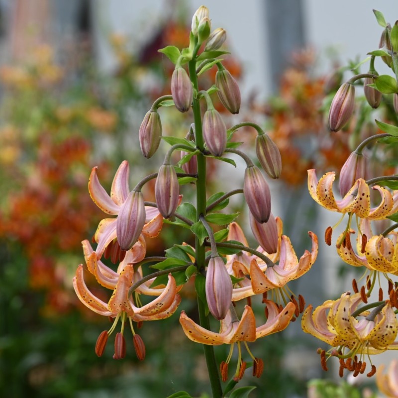 Lilium martagon 'Guinea Gold' Lilium martagon 'Guinea Gold'