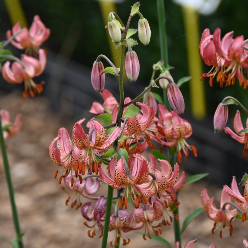Lilium martagon 'Manitoba Morning'