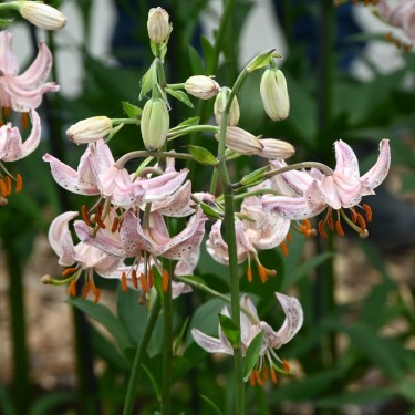 Lilium martagon 'Pink Morning' Lilium martagon 'Pink Morning'