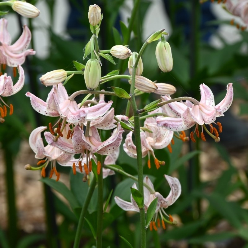 Lilium martagon 'Pink Morning' Lilium martagon 'Pink Morning'