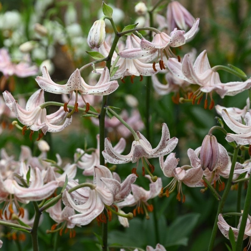 Lilium martagon 'Pink Morning' Lilium martagon 'Pink Morning'