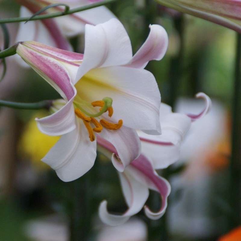 Lilium regale Lilium regale