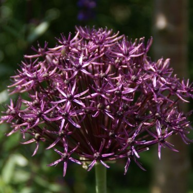 Allium 'Firmament'