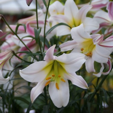 Lilium regale Lilium regale