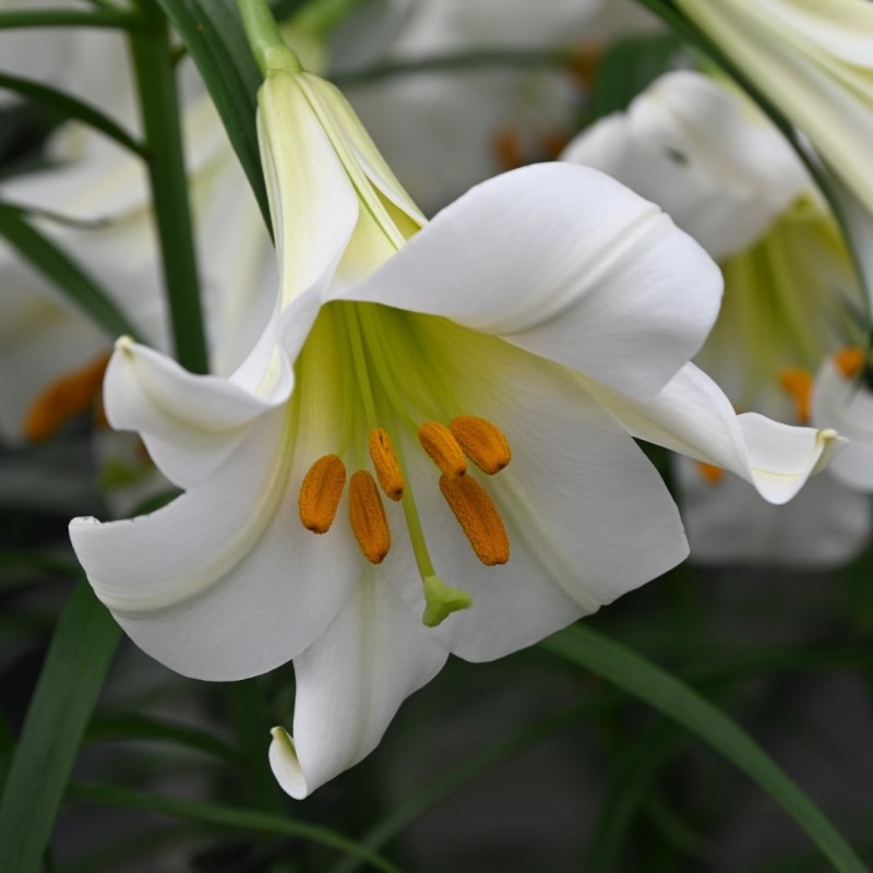 Lilium regale 'Album' Lilium regale 'Album'
