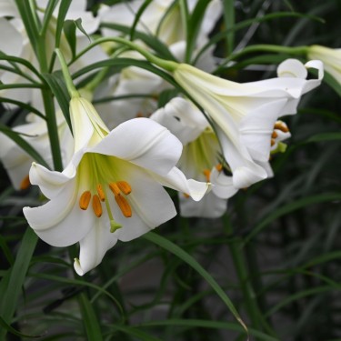 Lilium regale 'Album' Lilium regale 'Album'