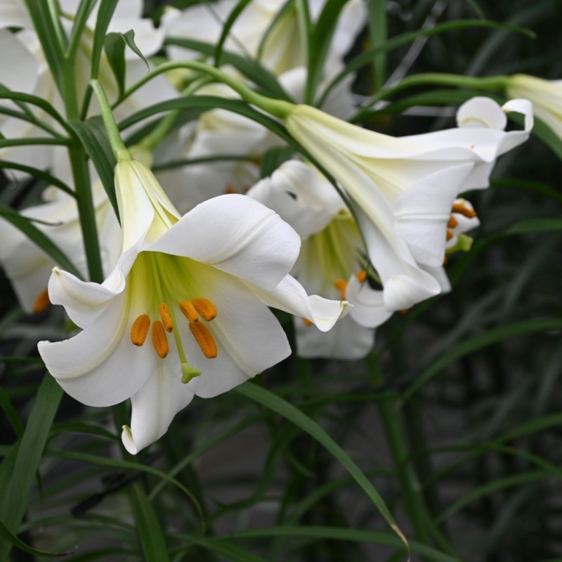 Lilium regale 'Album' Lilium regale 'Album'