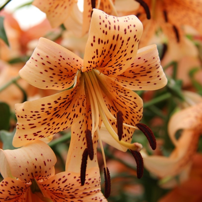 Lilium 'Tiger Babies' Lilium 'Tiger Babies'