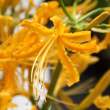 Lycoris aurea Lycoris aurea