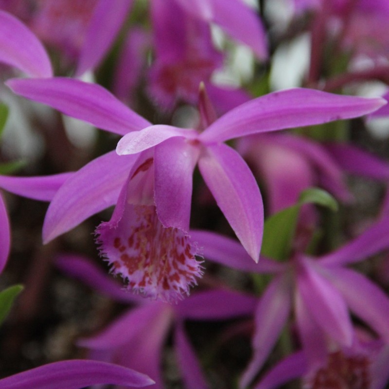 Pleione 'Tongariro' Pleione 'Tongariro'
