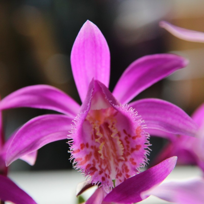 Pleione 'Tongariro' Pleione 'Tongariro'