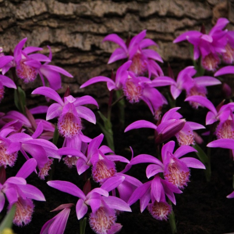 Pleione 'Tongariro' Pleione 'Tongariro'