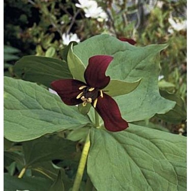 Trillium erectum