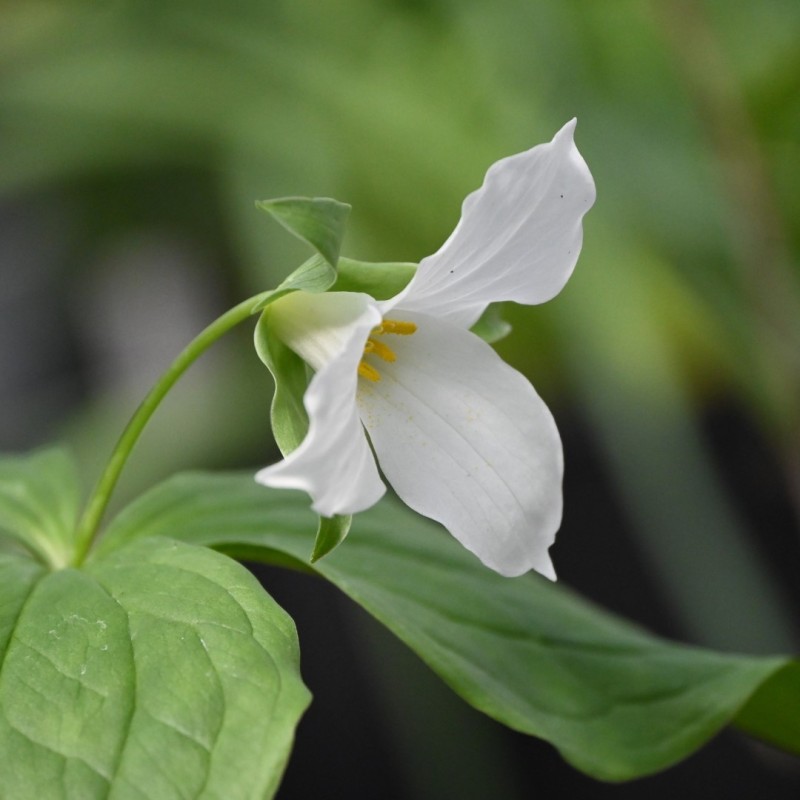 Trillium grandiflorum Trillium grandiflorum